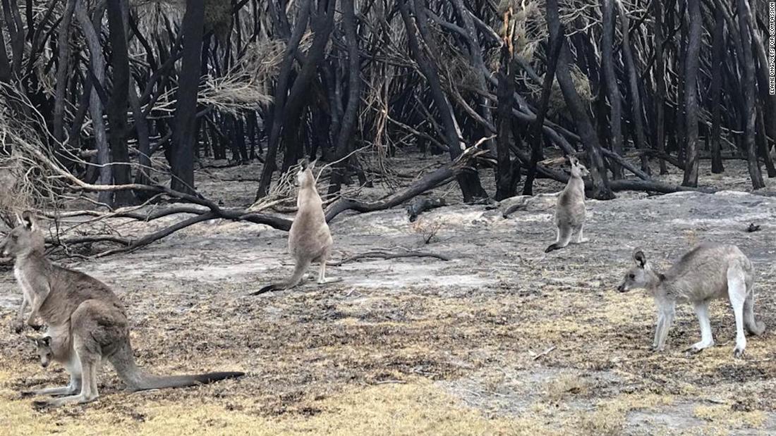 Animals badly burnt by Australian wildfires euthanized