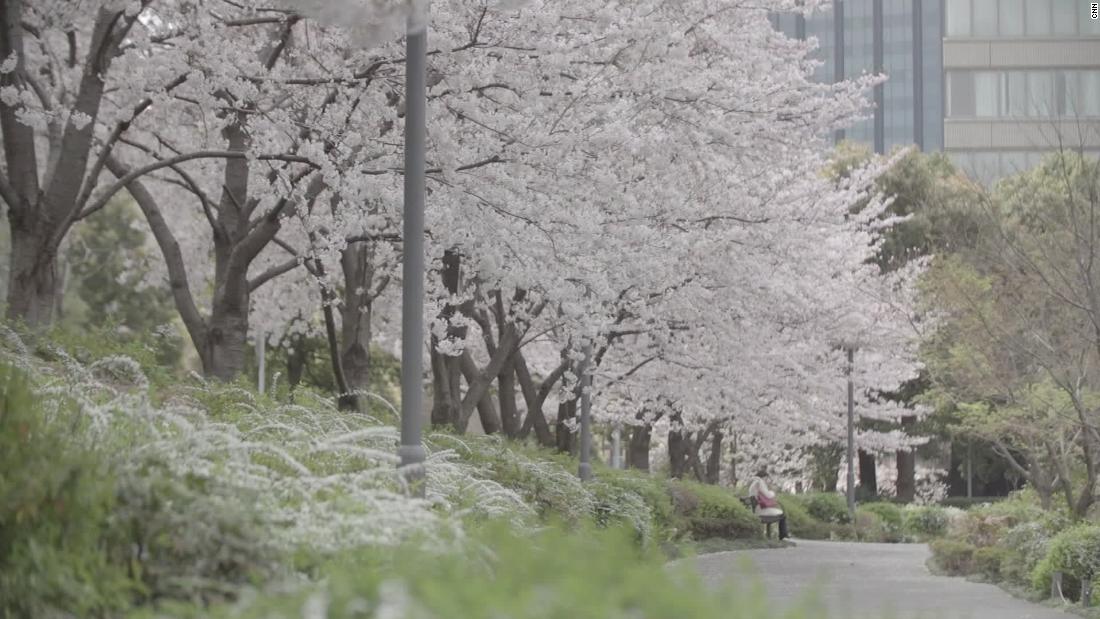 Coronavirus fears cancels Japan’s cherry blossom festivals