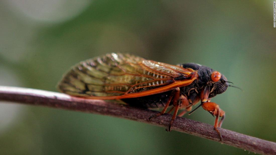 Millions of cicadas are expected to emerge after 17 years underground because, of course, it’s 2020
