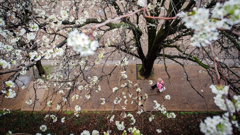 It’s not just you. Here’s why pollen allergies are worse than ever