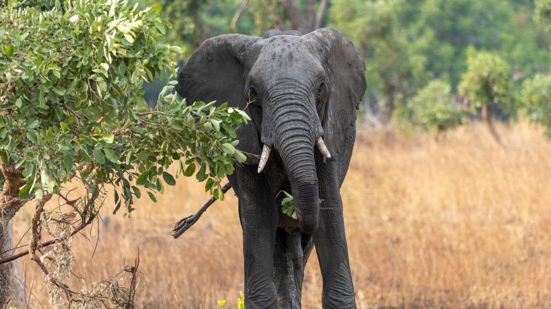 US tourist on safari in Zambia killed by charging elephant