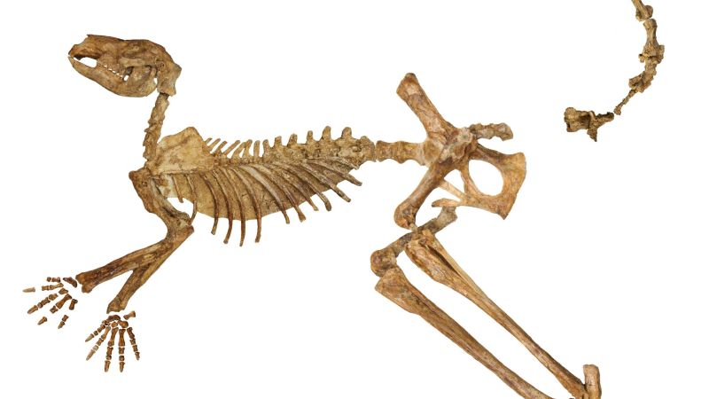 Scientists identify three new species of ancient kangaroo—and one was more than 6.6 feet tall